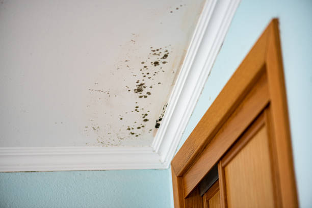 Best Commercial Mold Remediation in Gardner, KS